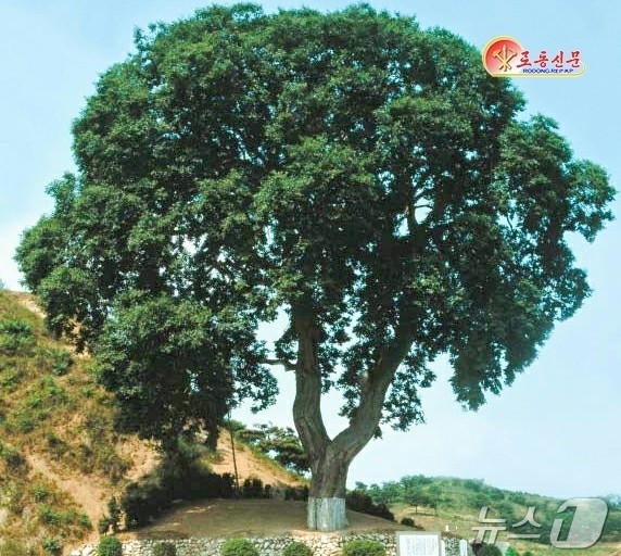 [北 천연기념물] 이원(利原) 팽나무