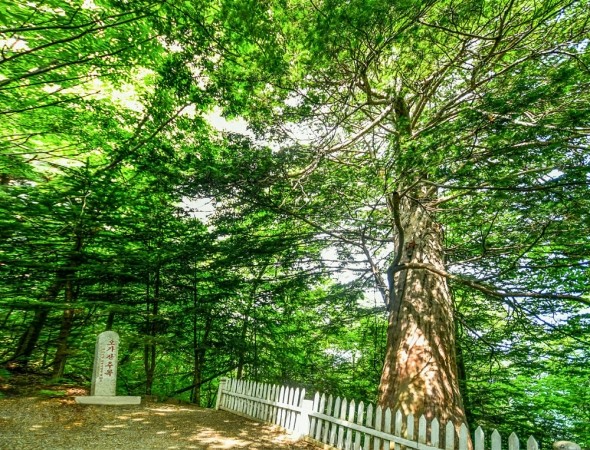 [北 천연기념물] 오가산 주목