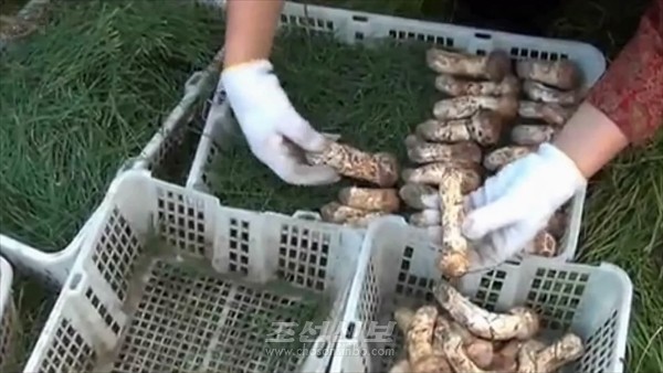 北, '칠보산 송이버섯 풍습' 무형문화재 등록