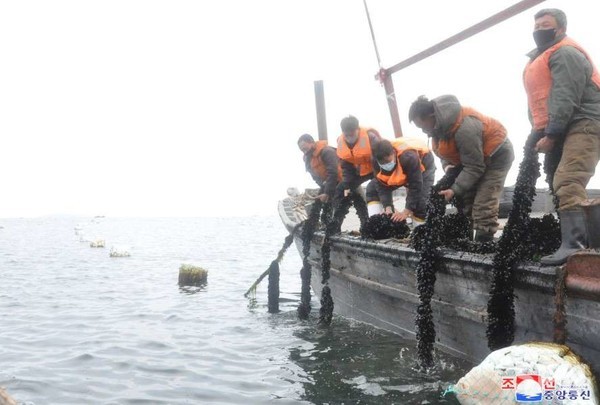 北 신포시 바닷가양식사업소, 밥조개 수확 시작