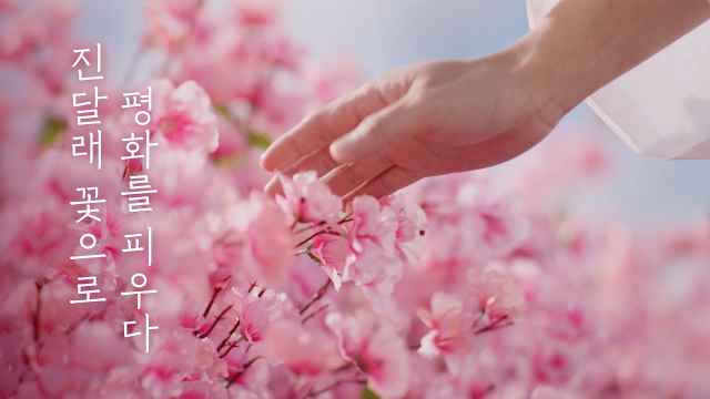 진달래 꽃으로 평화를 피우다